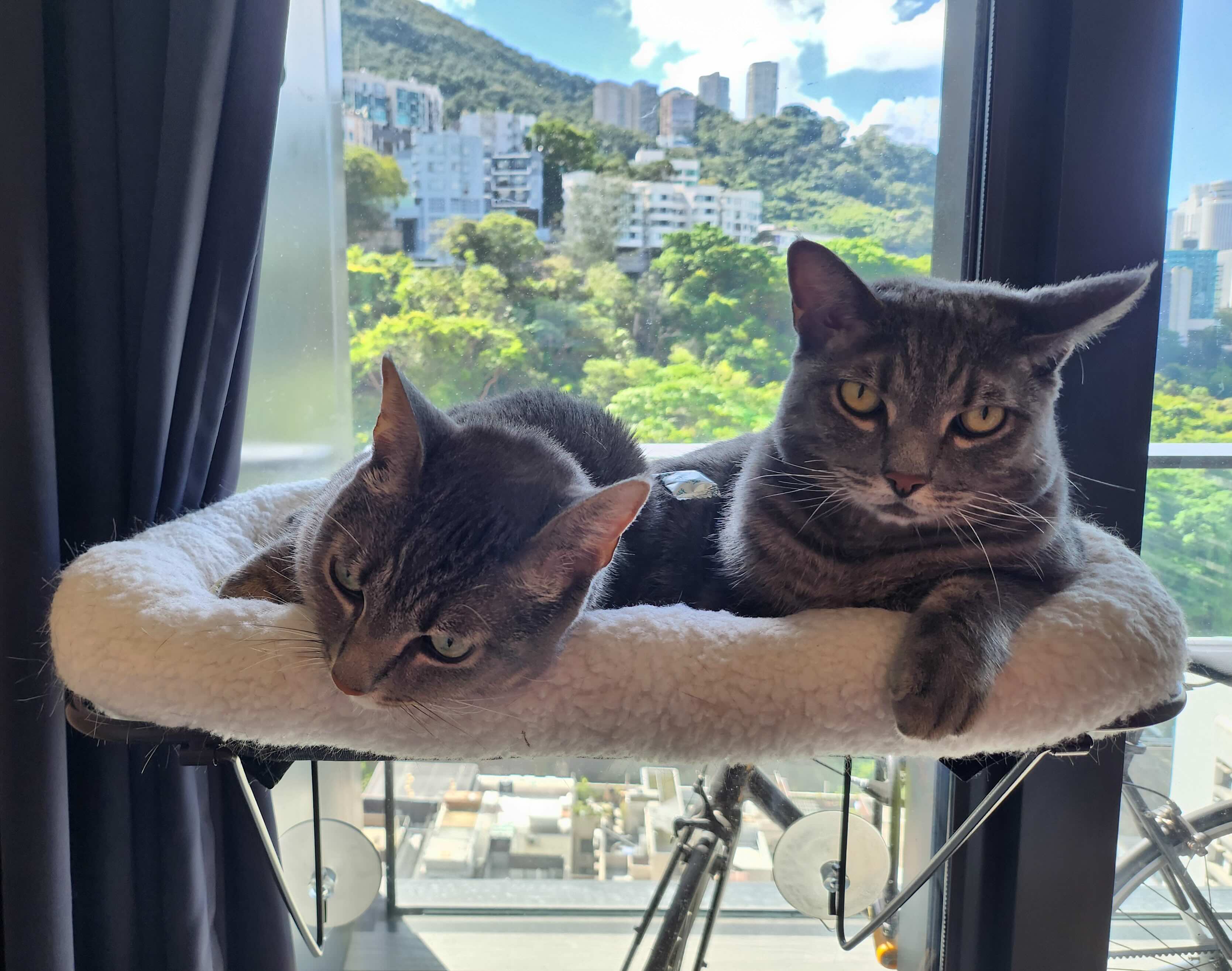 My adorable cats on a window hammock in Hong Kong.